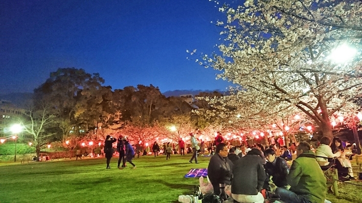 風情を感じる高松城跡の夜桜見物 玉藻公園 夜間無料開放19 香川のイベントまとめ まいぷれ 高松市