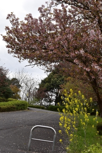 「引揚記念公園の八重桜情報！」