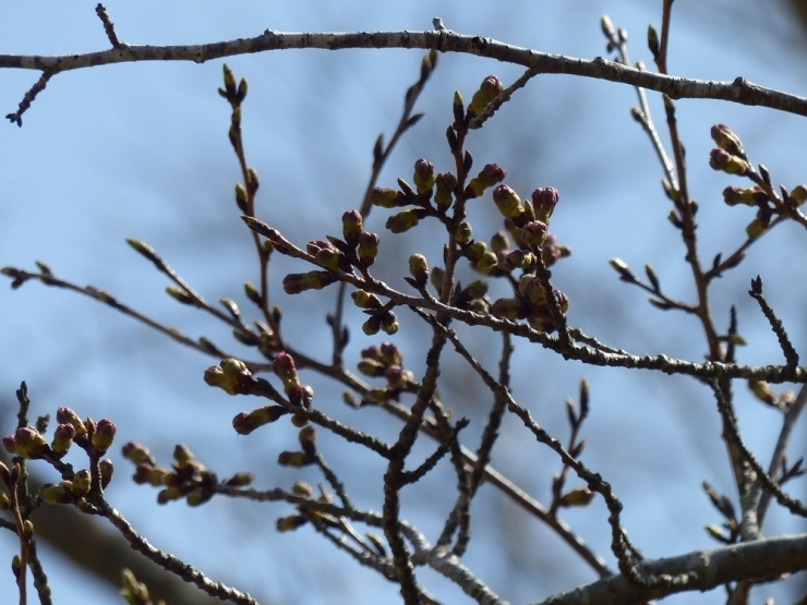 散策コースには卒業記念に植樹した「さくら」もそのまま残されていました。4月1日のオープンには満開かも…？