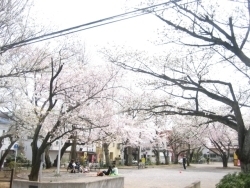 今回はJR西千葉駅に向かい、千葉大学側に出て、とある公園に向かいます。その途中の小さな公園で既に満開の桜が。