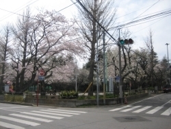 日曜日ということもあり、車も少なく喧騒を忘れて桜を楽しめる穴場的な公園です。