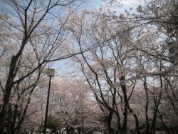 見事に開花した桜の木々が見れました。