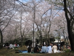 今年も桜の木の下でお花見を楽しむ方が沢山いました。