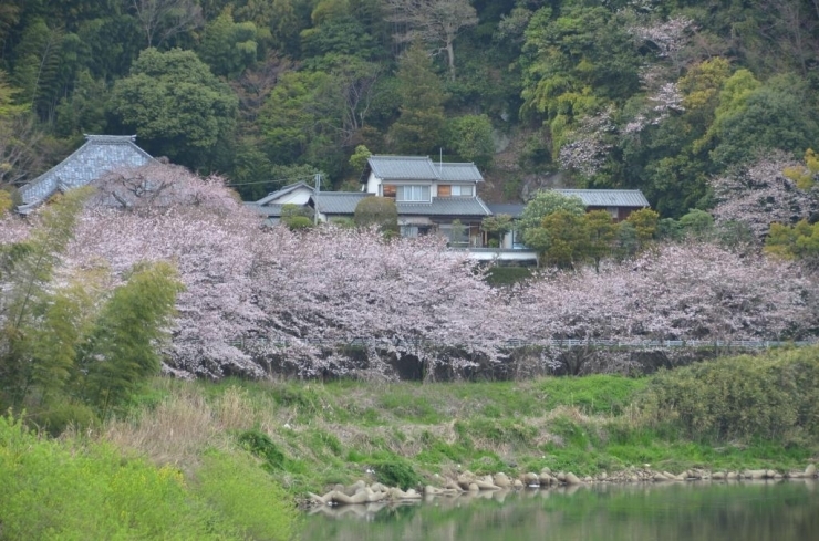本城山の桜が河越しに…♪