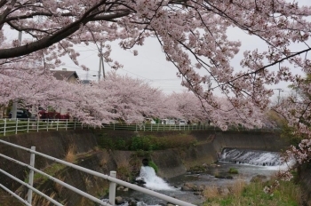 川沿いの桜並木がキレイ