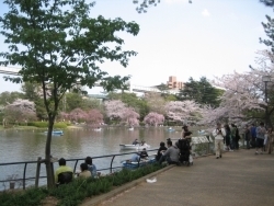 千葉公園内にある大きな池です。有料でボートに乗ることもできます。