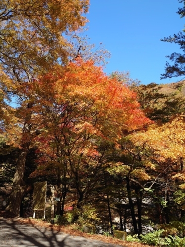 「木曽の山々も紅葉が見頃です」
