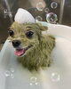 「可愛い子ちゃん♡ Dog salon mofu mofu余市町」