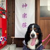わんちゃん写真「【出雲の犬連れOK宿】可愛いワンちゃんのお写真ありがとうございます❤【神楽荘】」