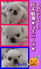 「仔犬情報　★ペキニーズ★」