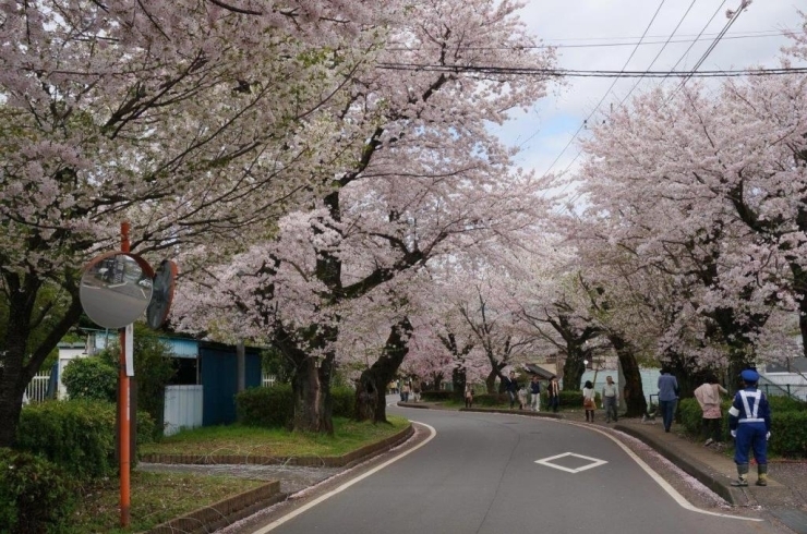 圧巻の桜並木です。