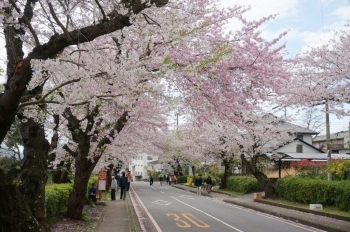 桜の隙間からみえる青空もステキ♪