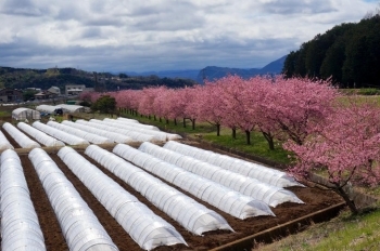 ハウスと桜が案外合う風景