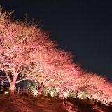 プロフェッショナルな桜のライトアップ