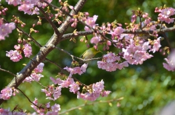 ウグイスもお花見かな？