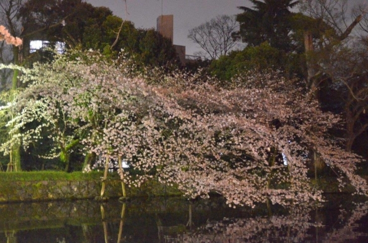 枝垂れ桜に魅せられます。