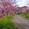 桜お花見スポット　畑毛柿沢川沿い（かんなみの桜）　【田方郡函南町】