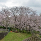 桜お花見スポット　上岩崎公園　【三島市】