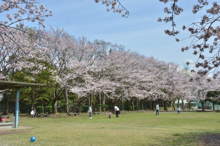 広場で遊ぶこともできます♪