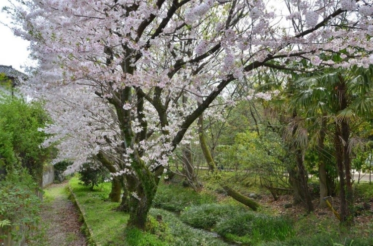 穴場で桜を独り占め♪