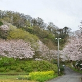 桜お花見スポット　本城山公園　【駿東郡清水町】