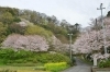 桜お花見スポット 本城山公園 駿東郡清水町 桜特集 三島市 田方郡函南町 駿東郡長泉町 清水町のお花見スポット 桜開花情報 まいぷれ 三島