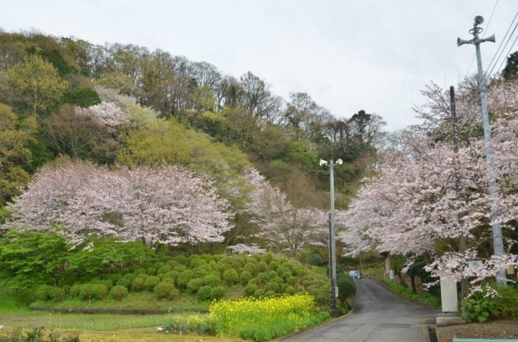 子連れでお花見お勧めです♪