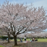 桜お花見スポット　柏谷公園　【田方郡函南町】