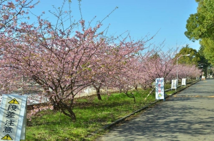 こんなにたくさんの河津桜があるのも珍しいですね