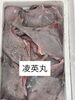 カスベ「本日鮮魚入荷致しました。」