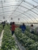色々なイチゴのハウスが何棟も有ります🍓🍓「🍓イチゴ狩りに行ってきました😊　アンティークDEN」