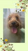 「Dog salon mofu mofu 余市町」
