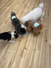 みんなでノーズワーク中😋「ましゅまろ幼稚園🐾」