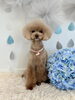 ティアラちゃん「わんこと梅雨☔️」