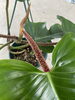 「今日の植物」
