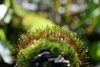 水が活力のコケ「穀雨」
