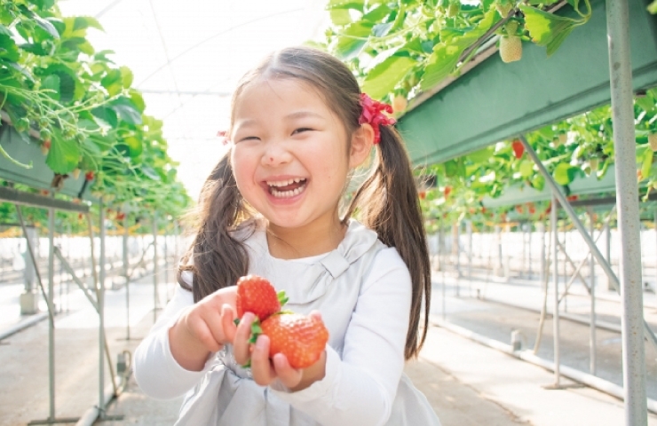埼玉県の朝霞 志木 新座 和光で楽しめるいちご狩り特集 まいぷれ 朝霞 志木 新座 和光 埼玉県の朝霞 志木 新座 和光で楽しめるいちご狩り特集 まいぷれ 朝霞 志木 新座 和光