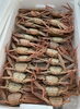 「ハラコ販売中でーす‼️鮮魚パックいろいろ販売中‼️〆鯖も販売致します🐳」