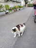 挨拶しているにゃー「(=^・^=) ネコ見ぃつけた 🐈　★英会話と体操のコラボ教室（堀切、お花茶屋、綾瀬、亀有、小菅）」