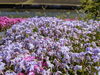 「【西条市 禎瑞】素敵な芝桜が今年も咲いています♪」