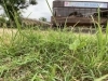 「ゾウたちが食べたスイカから...」