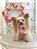 ころんちゃん「わんこと秋桜🐾」