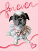 「Dog salon mofu mofu　余市町」