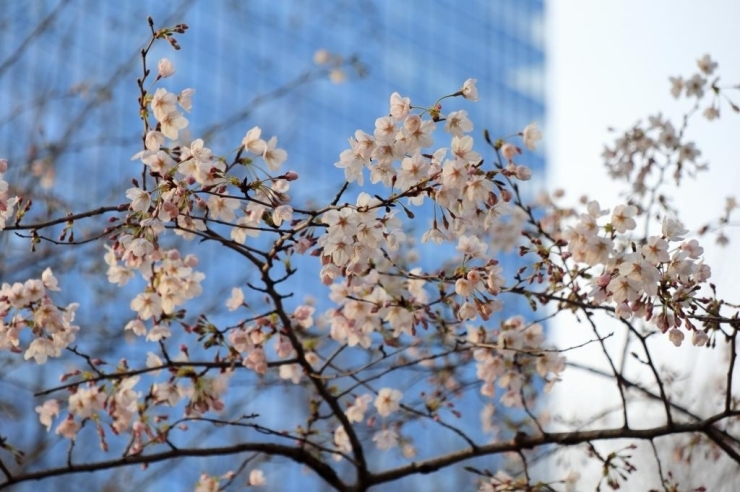 新宿中央公園・染井吉野桜