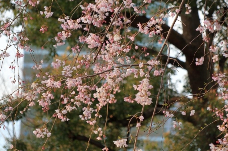 新宿中央公園・枝垂桜