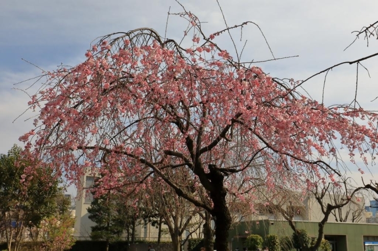 せせらぎの里公苑・枝垂桜