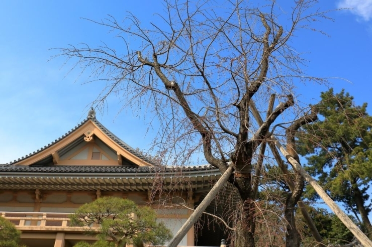 薬王寺・東長谷寺・枝垂桜