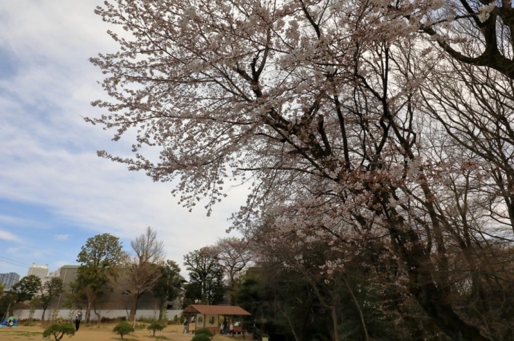 おとめ山公園・染井吉野桜