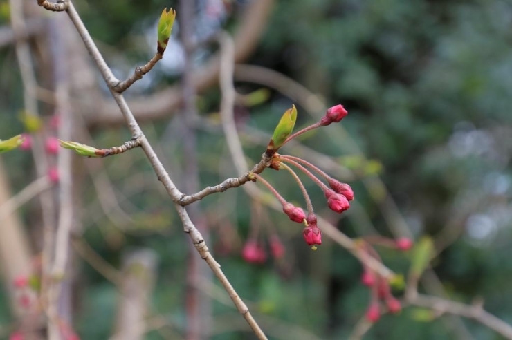 おとめ山公園・枝垂桜