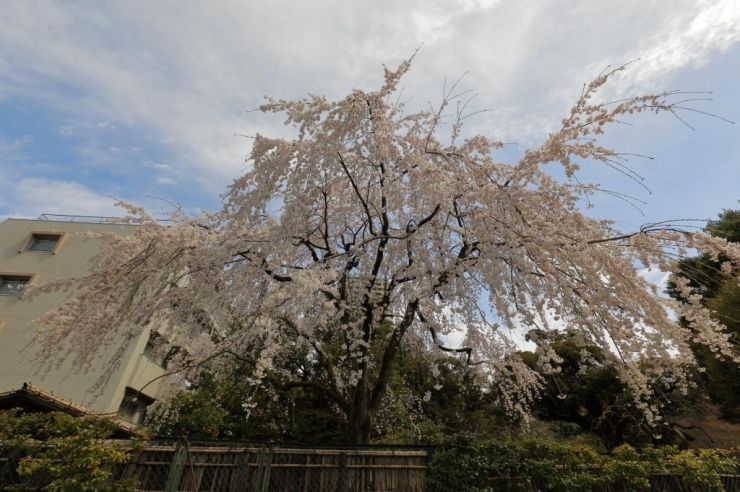 甘泉園公園・枝垂桜